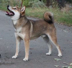 picture of dog