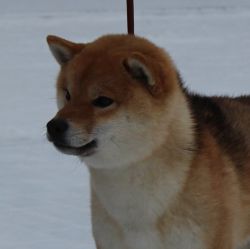 picture of dog