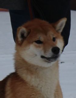 picture of dog