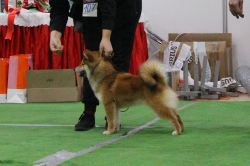 picture of dog