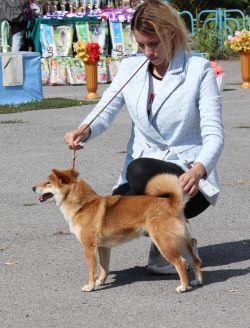 picture of dog
