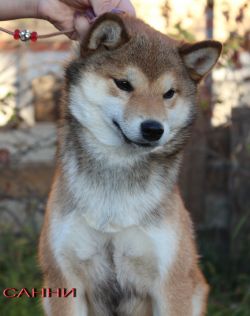 picture of dog