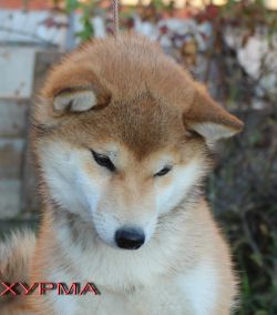 picture of dog