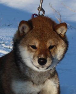 picture of dog