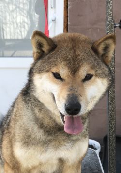 picture of dog