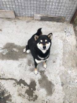picture of dog