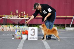 picture of dog