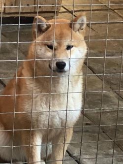 picture of dog