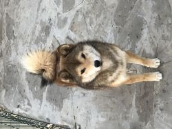 picture of dog