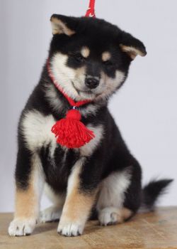 picture of dog