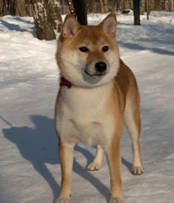 picture of dog
