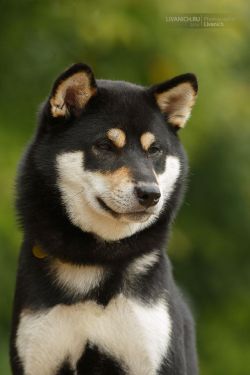 picture of dog