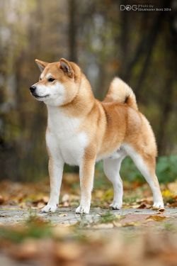 picture of dog