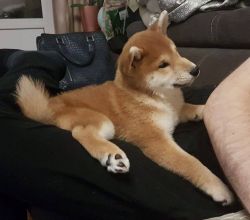 picture of dog