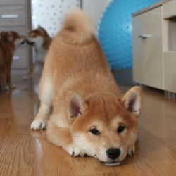 picture of dog