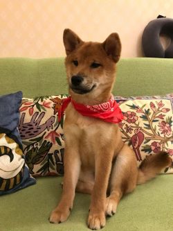 picture of dog
