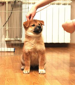 picture of dog