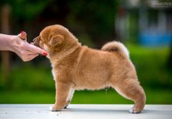 picture of dog