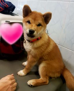 picture of dog