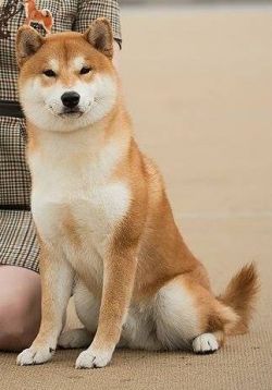 picture of dog