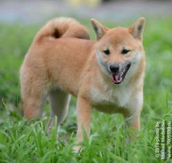 picture of dog