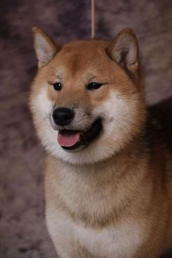 picture of dog