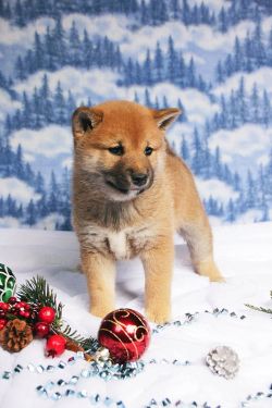 picture of dog