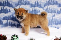picture of dog
