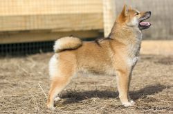 picture of dog