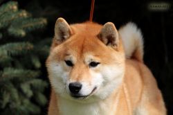 picture of dog