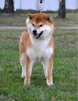 picture of dog