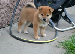 picture of dog