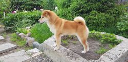 picture of dog