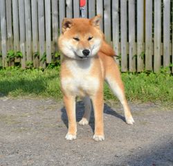 picture of dog