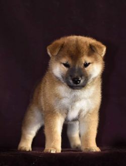 picture of dog