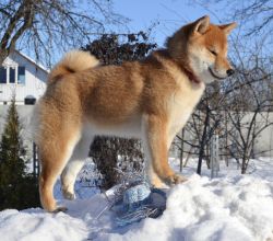 picture of dog