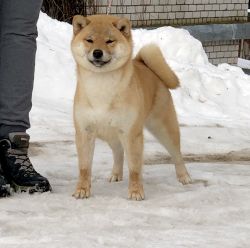 picture of dog