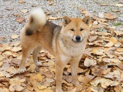 picture of dog