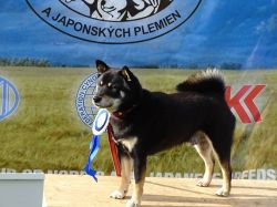 picture of dog