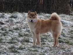 picture of dog