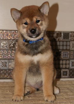picture of dog