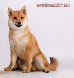 picture of dog