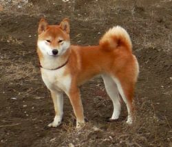 picture of dog