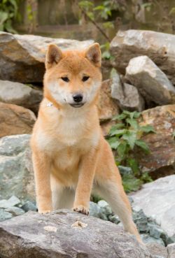 picture of dog