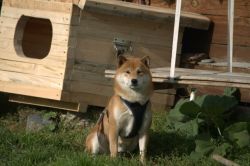 picture of dog
