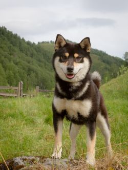 picture of dog