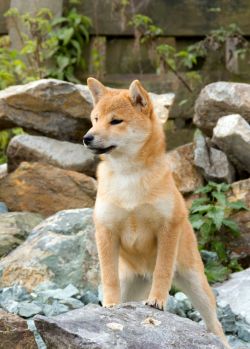 picture of dog