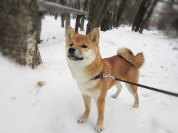 picture of dog