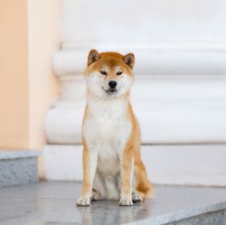 picture of dog