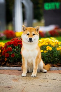 picture of dog